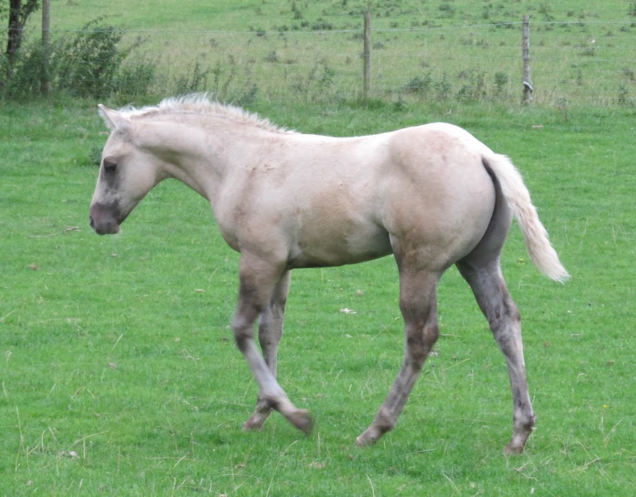 Quarter Horse gelding, Wilden Sundance